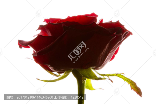 紅玫瑰