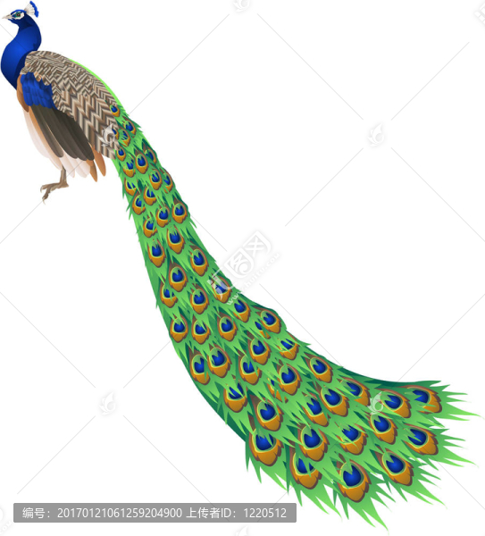 孔雀