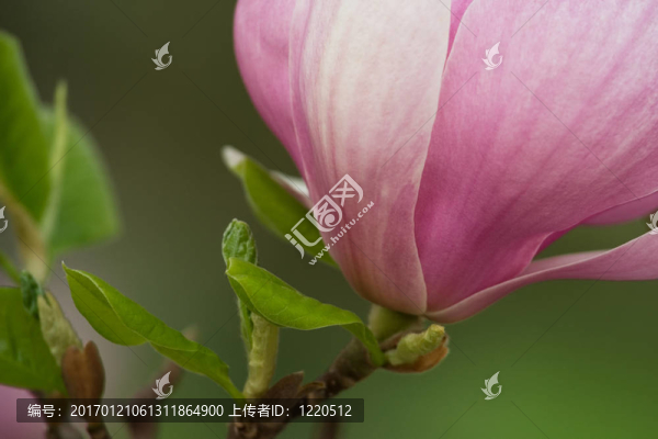 玉蘭花