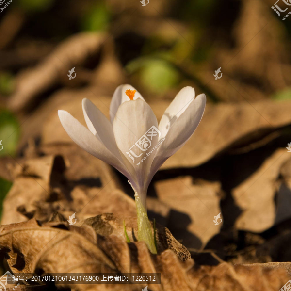 番紅花