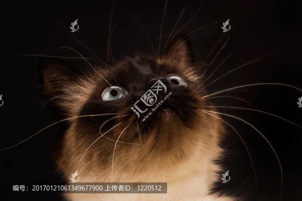 貓