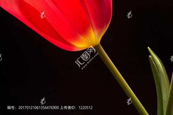 紅色的郁金香