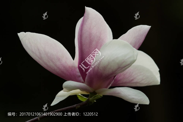 玉蘭花