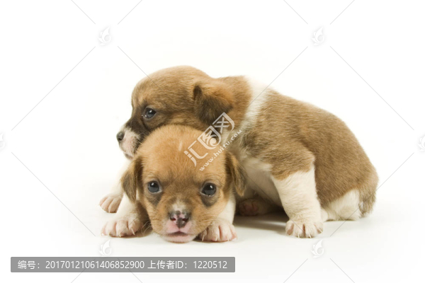 小狗