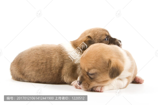 小狗