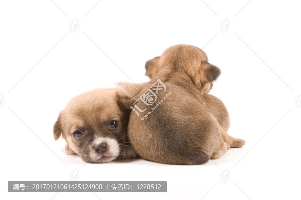 小狗