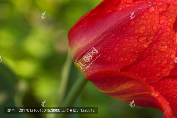 紅色的郁金香