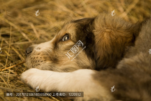 小狗