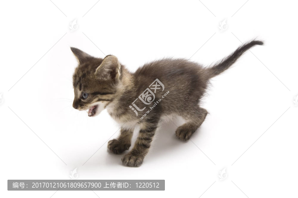 小貓