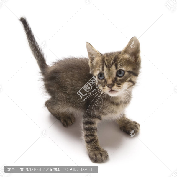 小貓