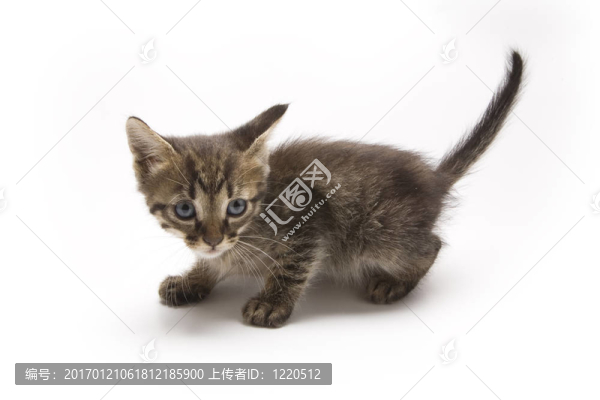 小貓