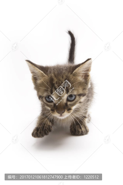 小貓