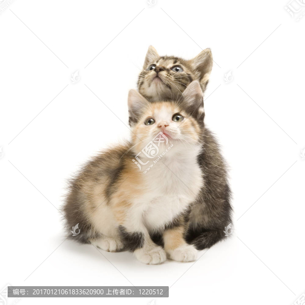 小貓