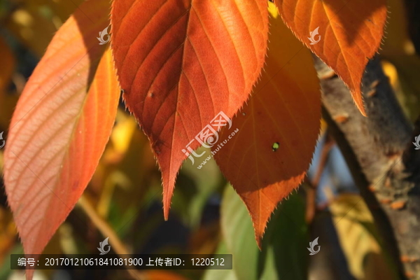 生銹的秋葉