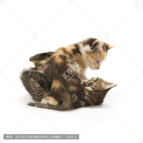 小貓