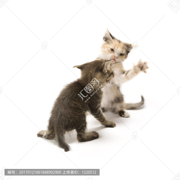 小貓