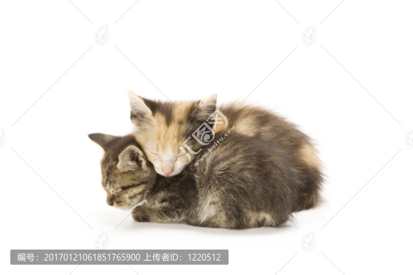 小貓