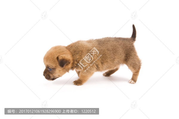 可愛的小狗