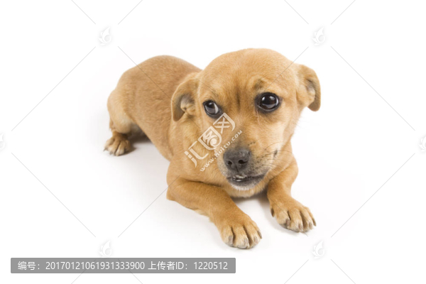 可愛的狗