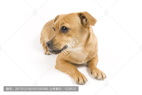 可愛的狗