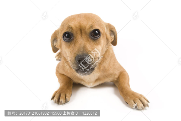 可愛的狗