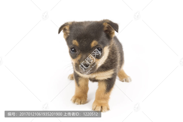 可愛(ài)的小狗