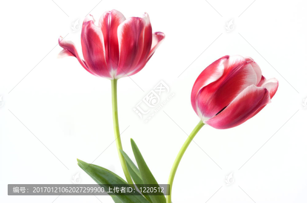 優(yōu)雅的郁金香