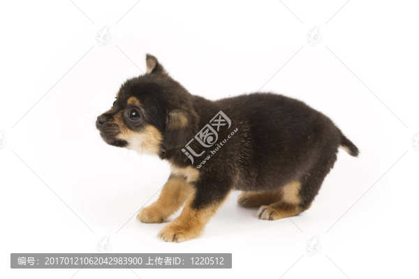 可愛的小狗