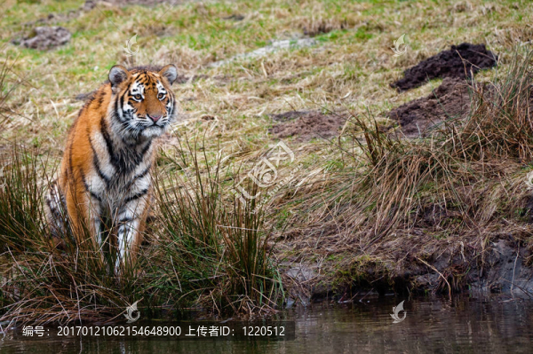 東北虎幼崽