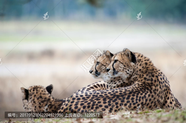 獵豹