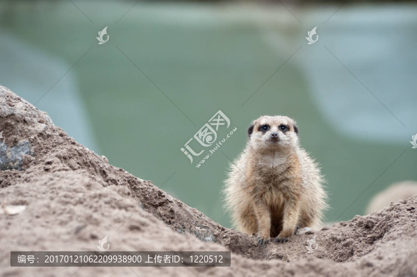 貓鼬（項(xiàng)目Suricata,suricatta）