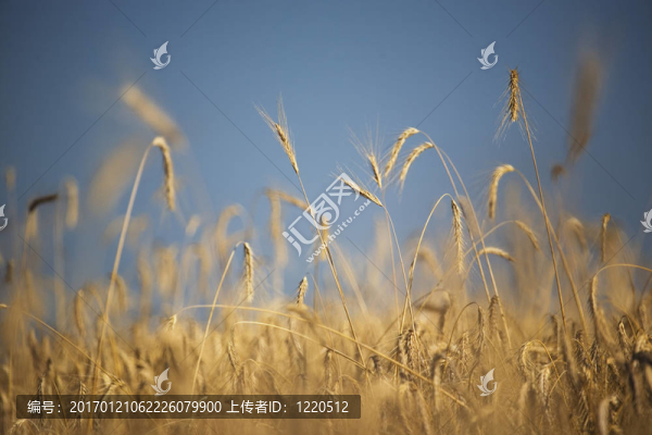 小麥田