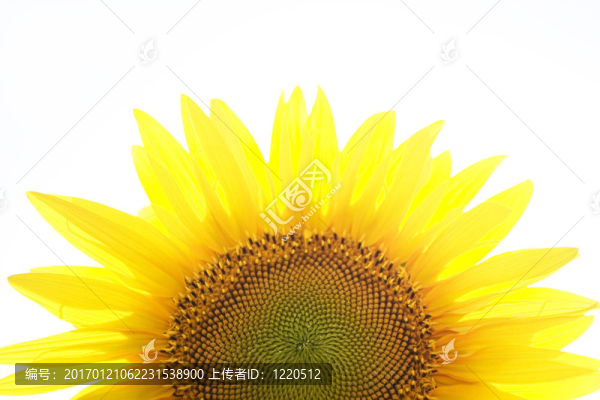 向日葵