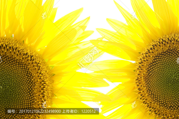 向日葵