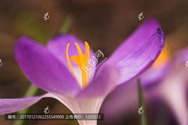 番紅花