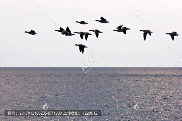 雁群飛行