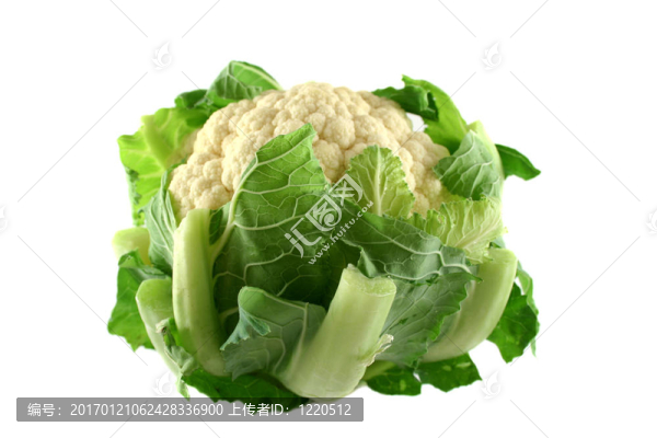 新鮮菜花1