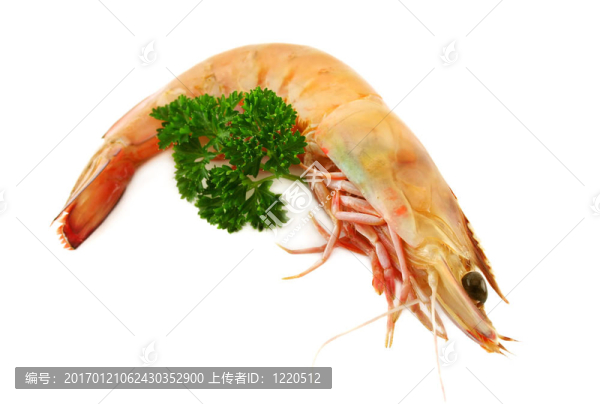 蝦和香菜