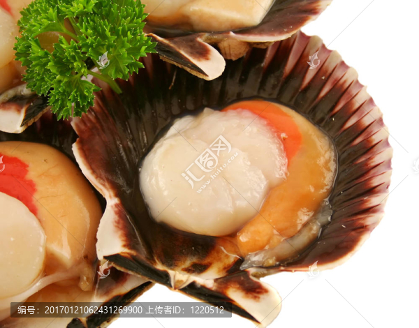 新鮮扇貝