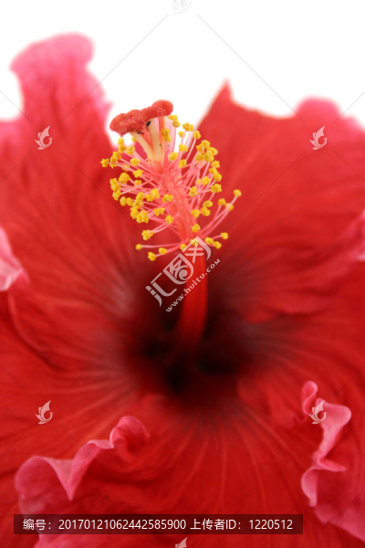 芙蓉2