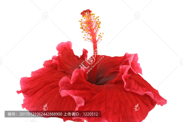 熱帶的芙蓉