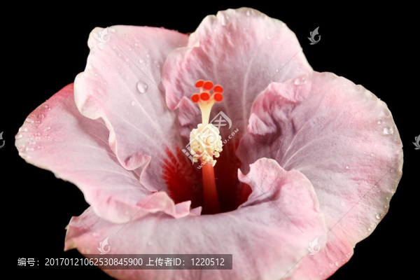 粉紅色的芙蓉花1