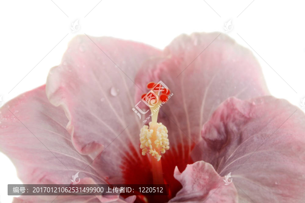粉紅色的芙蓉花2