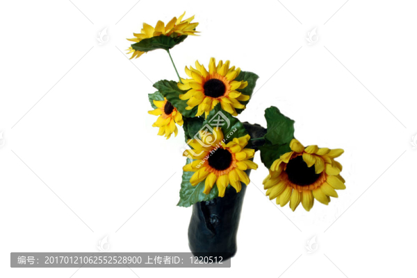太陽花