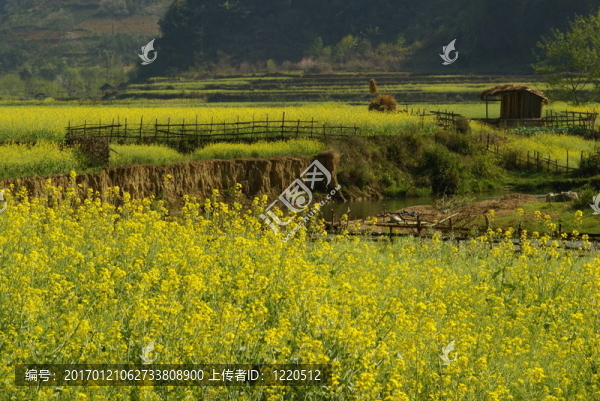 農(nóng)舍和黃色的花卉農(nóng)場