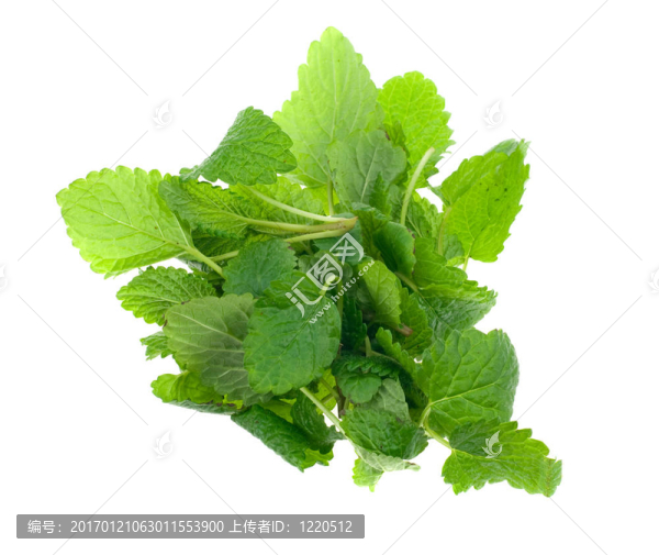 新鮮檸檬香草