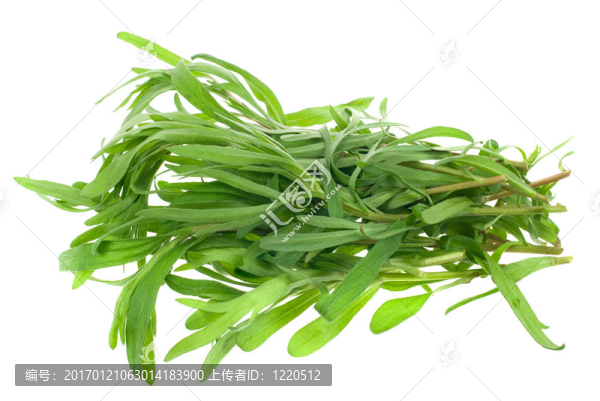 新鮮的龍蒿草