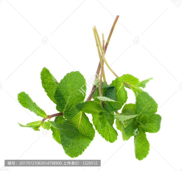 新鮮的薄荷