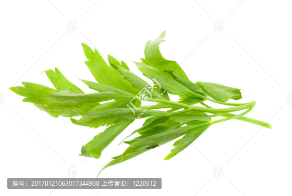 鮮川芎藥材