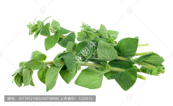 新鮮的牛至草
